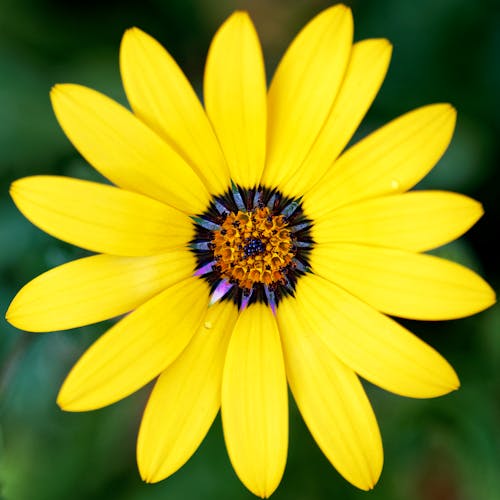 A Close-Up Shot of a Yellow Flower