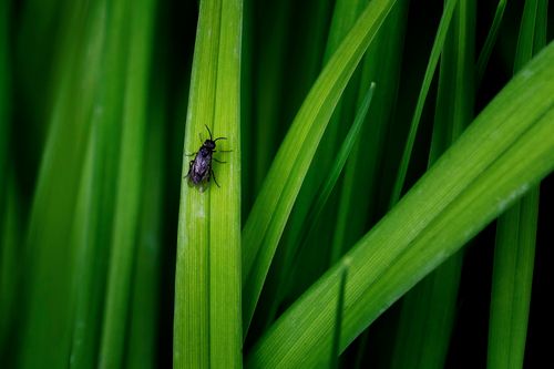 Free Macro shot of a fly resting on lush green grass leaves in Germany. Stock Photo