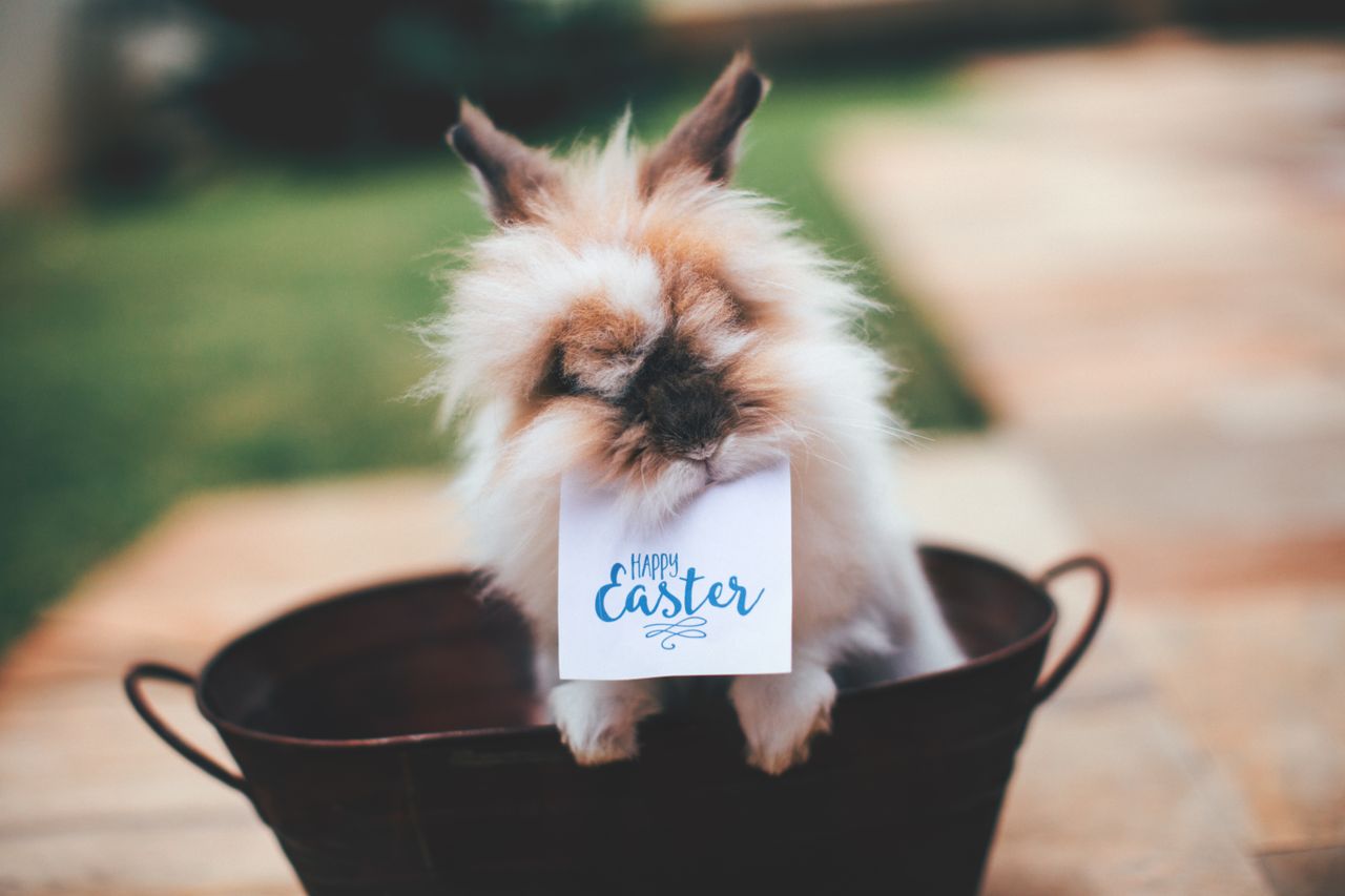 adorable lionhead rabbit holding a happy easter card in a garden setti