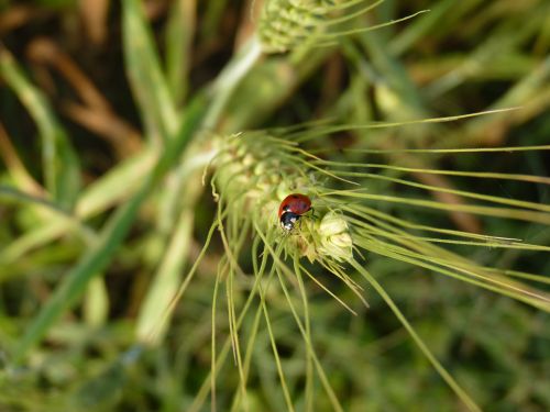 Free stock photo of wheat, wheat grass Stock Photo