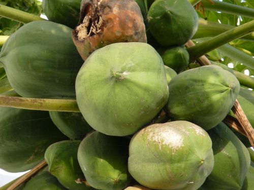 Free stock photo of green papaya, papaya Stock Photo