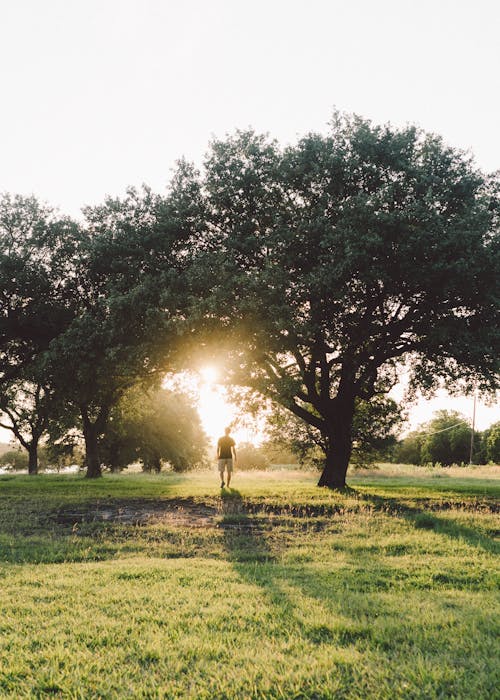 Free Бесплатное стоковое фото с деревья, дневной свет, живописный Stock Photo