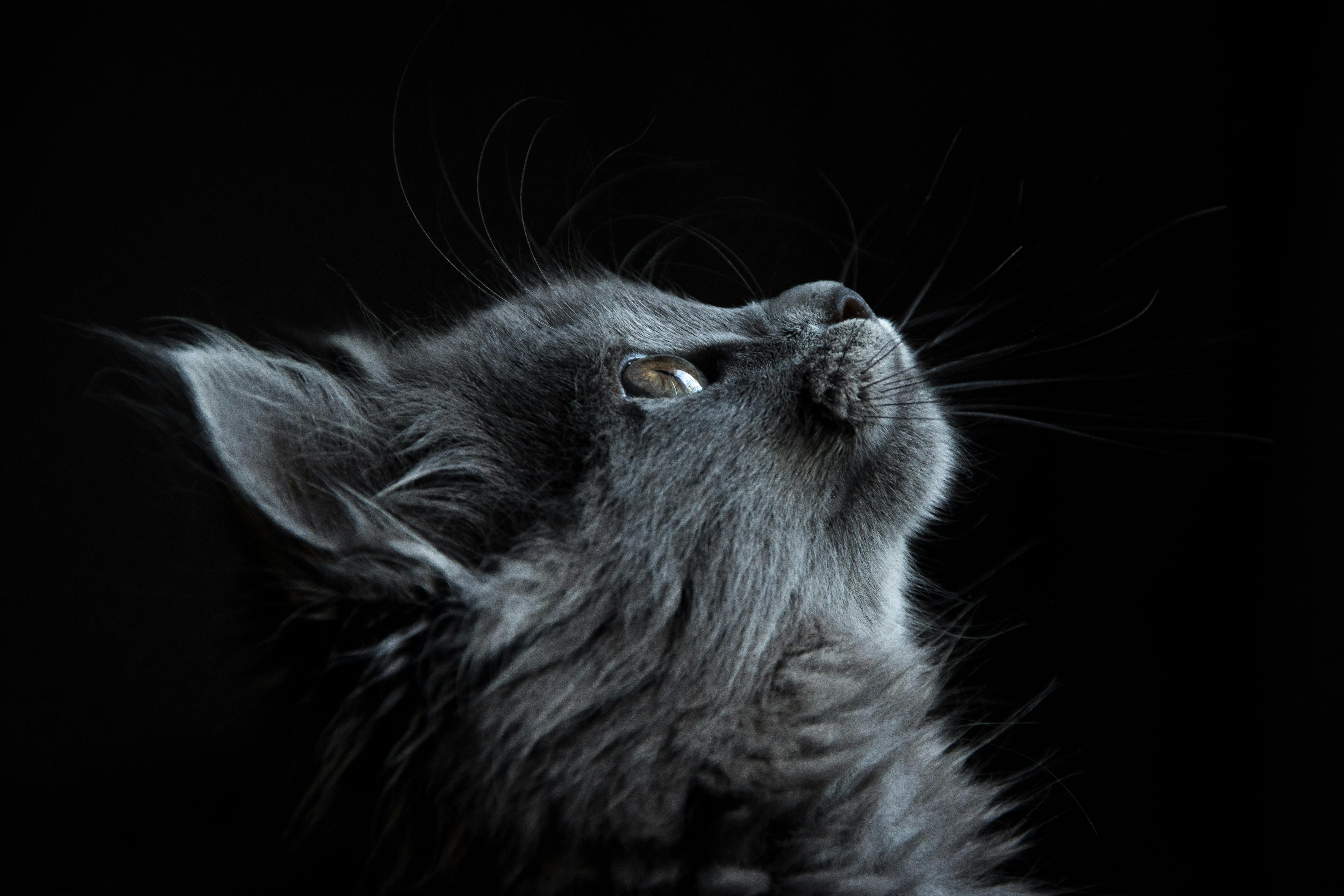 grey persian cat wallpaper