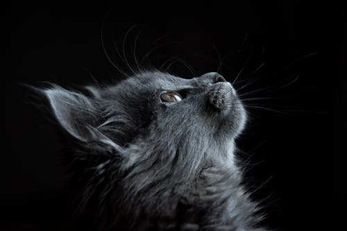 Free Photo of Gray Cat Looking Up Against Black Background Stock Photo