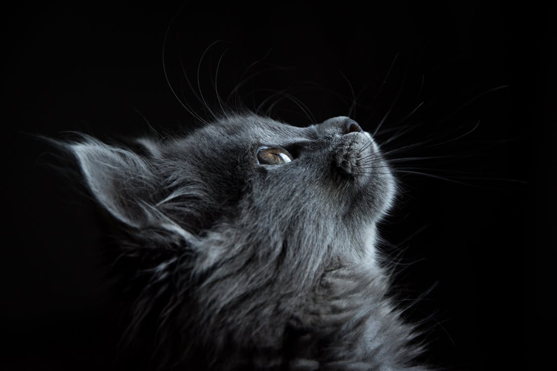 Photo of Gray Cat Looking Up Against Black Background · Free Stock Photo