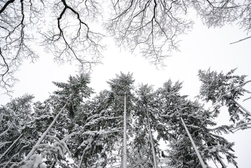 Grayscale Photo of Pine Trees