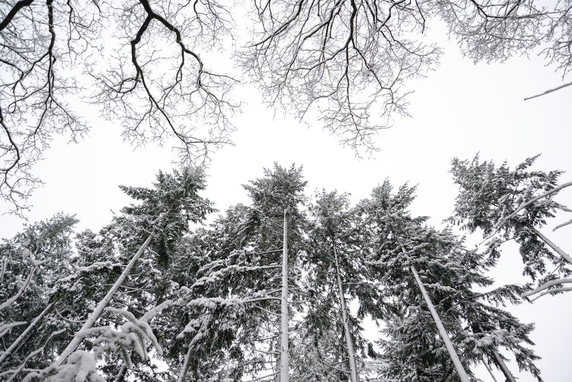 Безкоштовне стокове фото на тему «білий, гілки, дерева»