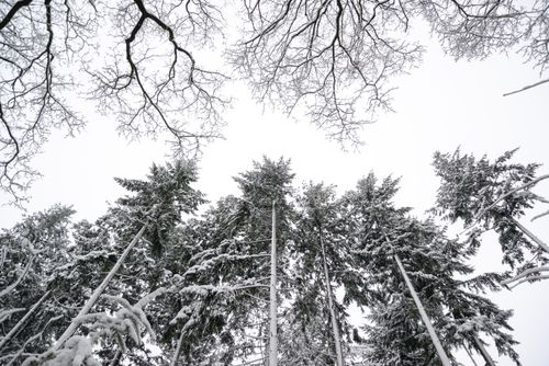 Free Captivating low-angle view of snow-covered pine trees in a serene winter forest. Stock Photo