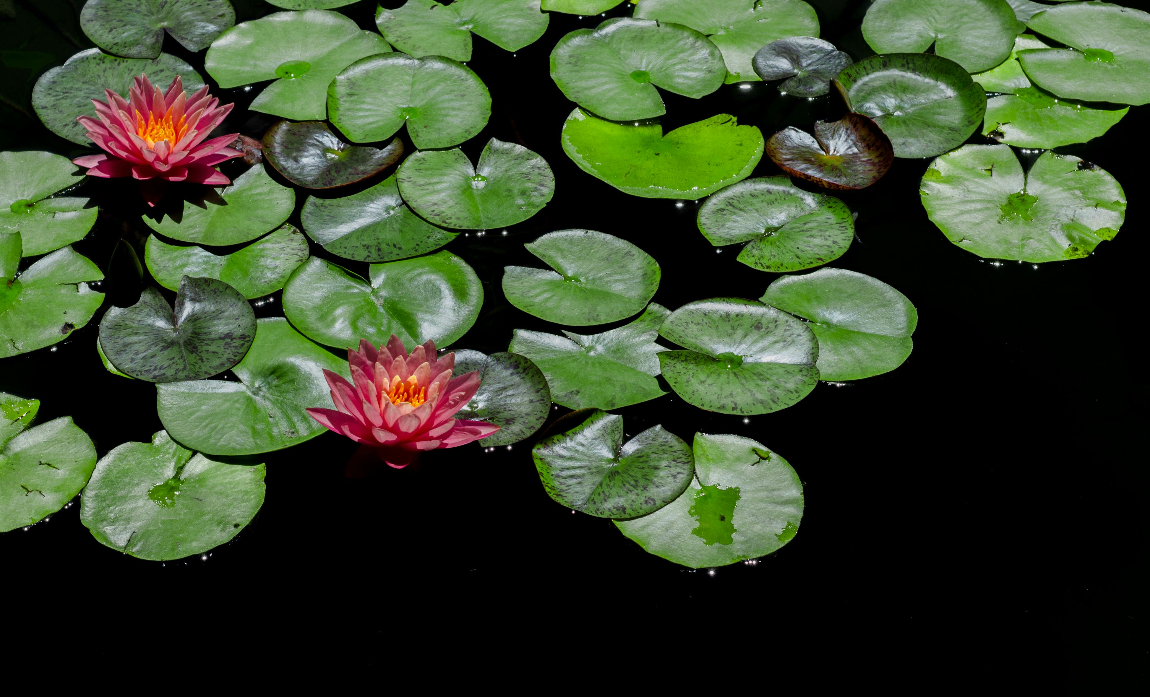 Free stock photo of aquatic, aquatic plant, bloom