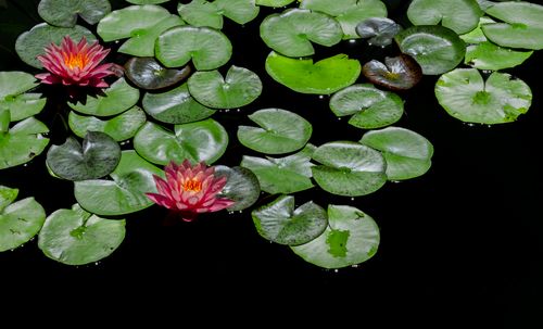Free Close-up of colorful water lilies and leaves on a serene pond surface. Stock Photo