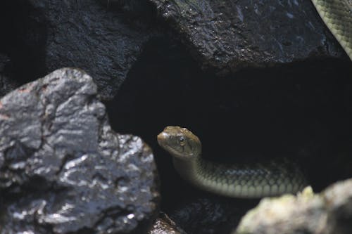 Gray Snake on Black Rock Formation