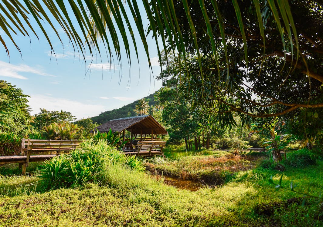 бесплатная Бесплатное стоковое фото с гавайи, деревья, домик Стоковое фото