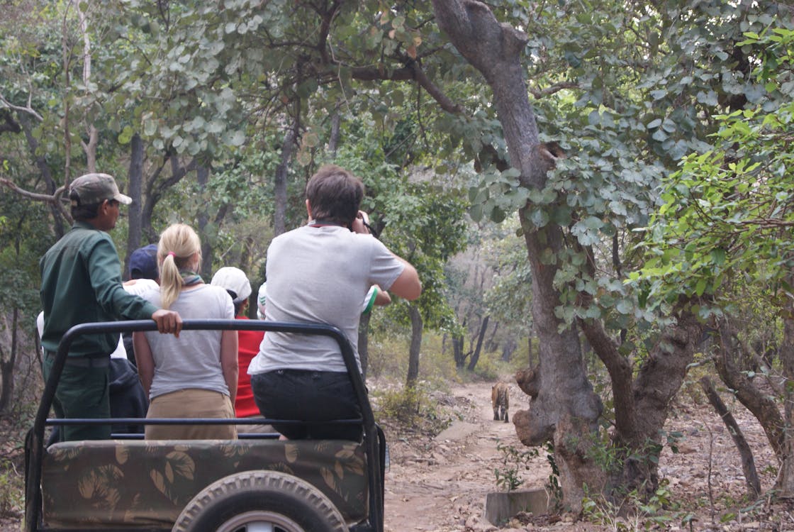Free stock photo of jeep safari, jungle safari, ranthambore Stock Photo