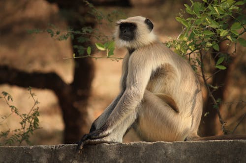 Depth of Field of Gray Langur Sitting on Gray Concrete Surface Near Green Leaf Plant