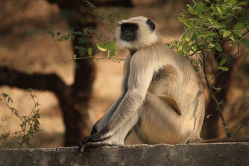 Profundidad De Campo De Langur Gris Sentado Sobre Una Superficie De Hormigón Gris Cerca De La Planta De Hoja Verde