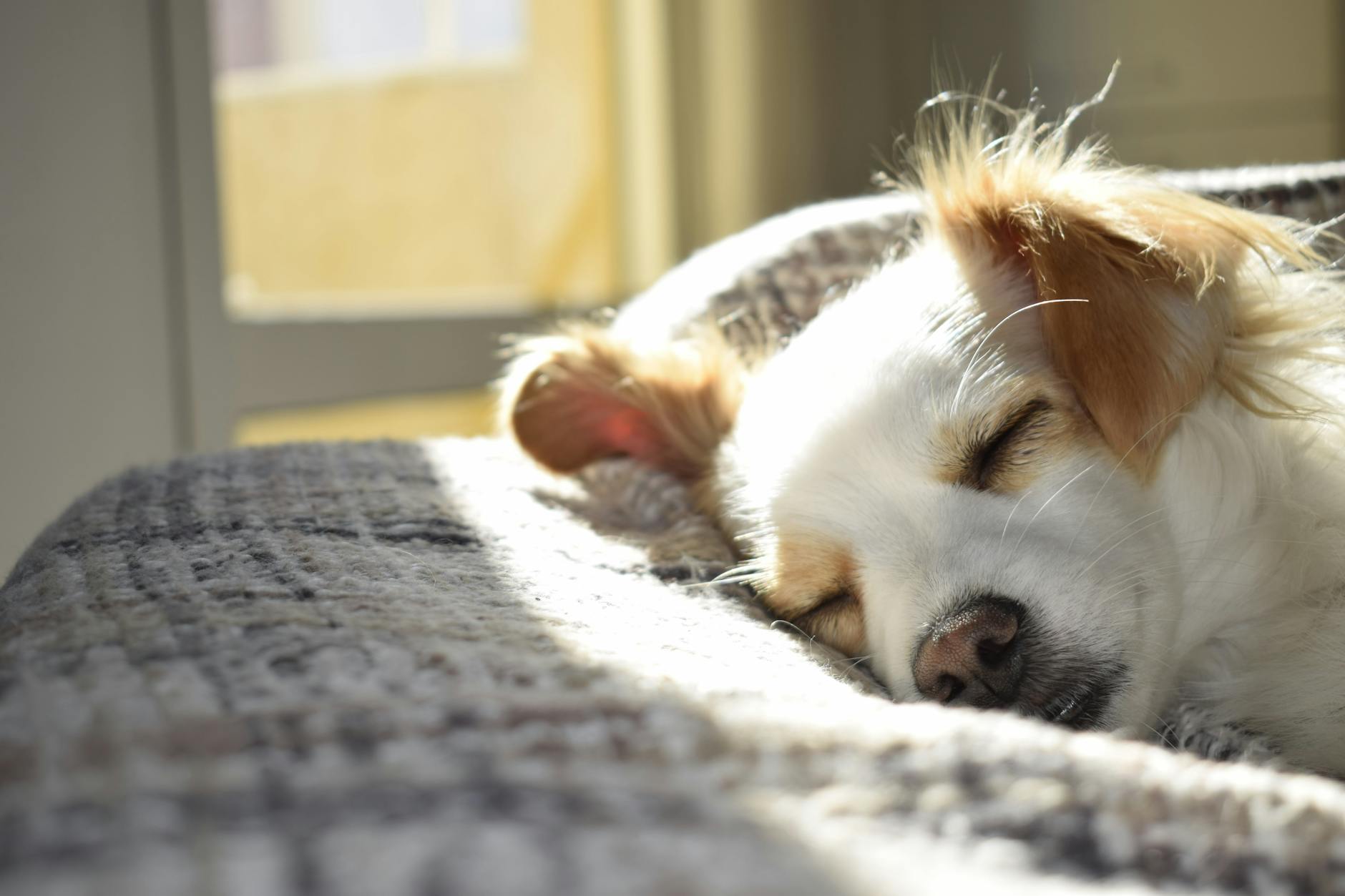 Closeup Photography of Adult Short-coated Tan and White Dog Sleeping on Gray Textile at Daytime