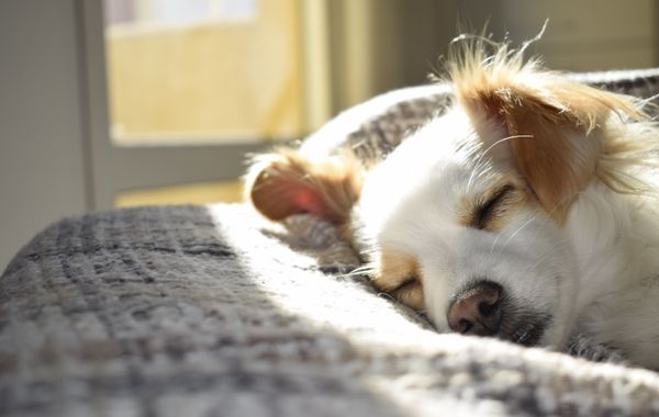 Dog stairs or a ramp? Choosing for bed, sofa and car