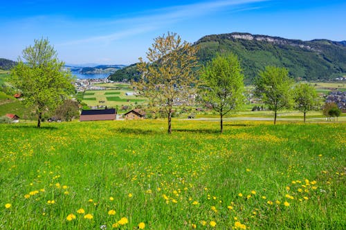 Kostenloses Stock Foto zu alpen, baum, berg