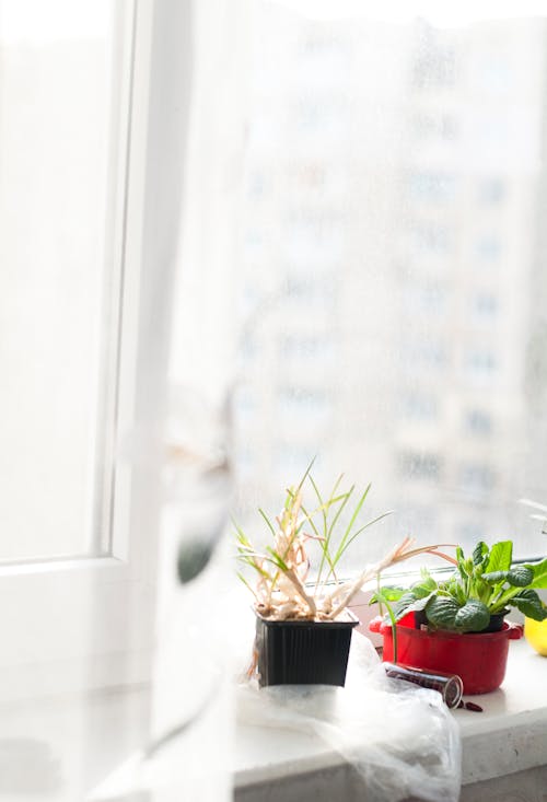 ガラスの窓, 垂直ショット, 屋内の植物の無料の写真素材