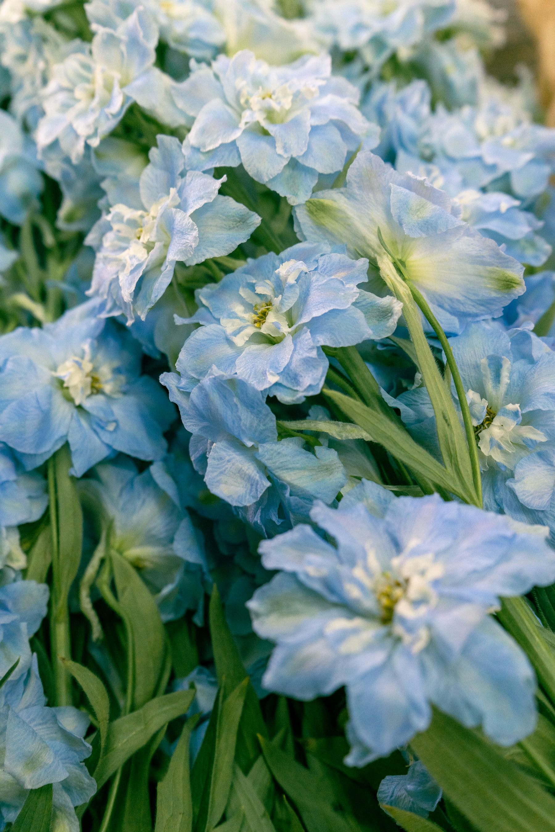 Blue larkspur and delphinium flowers in a garden Blue larkspur and delphinium flowers in a garden