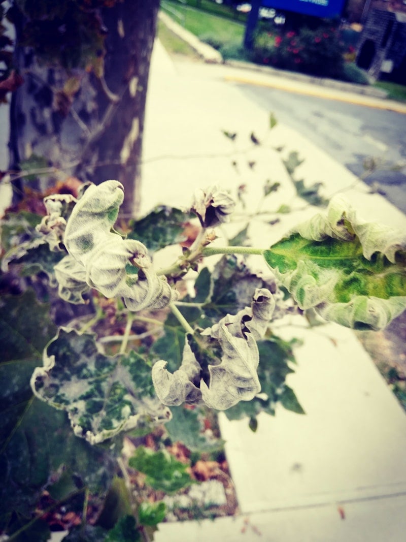 Private Hot Tub in Mountain Cabin Rental Mountain cabin rental hot tub overlooking snowy forest at dusk