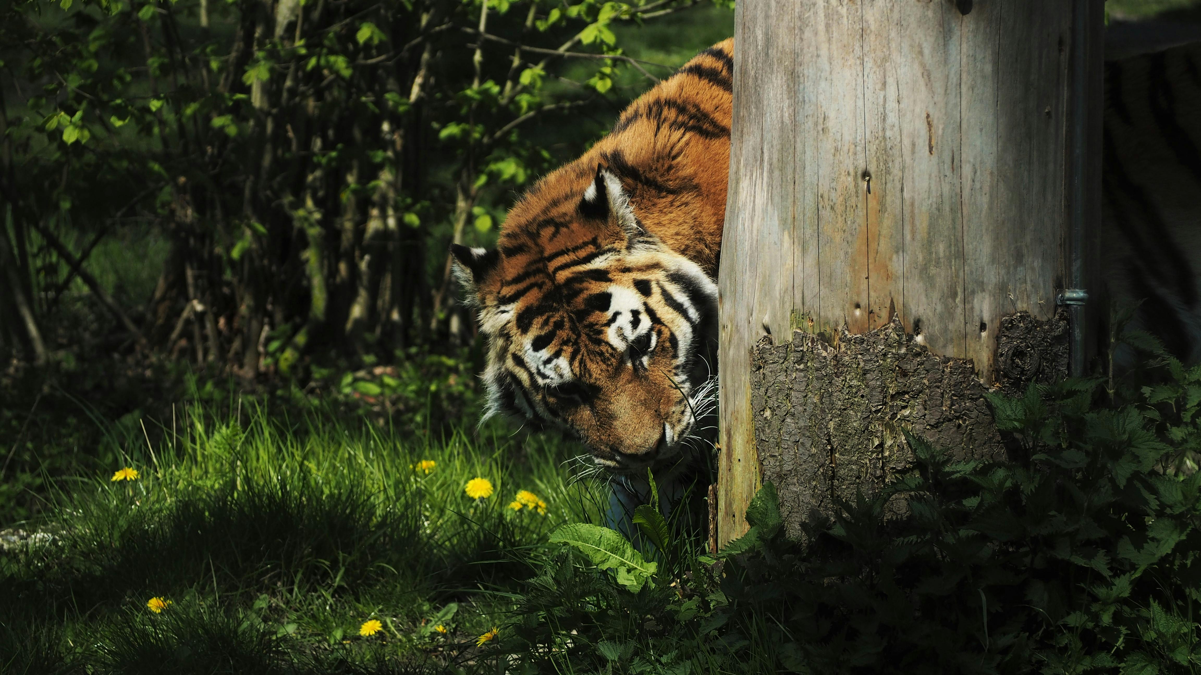 Free stock photo of animal, contrast, forest