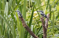 在印度曼迪亚，两只花翠鸟栖息在绿树环绕的郁郁葱葱的树枝上