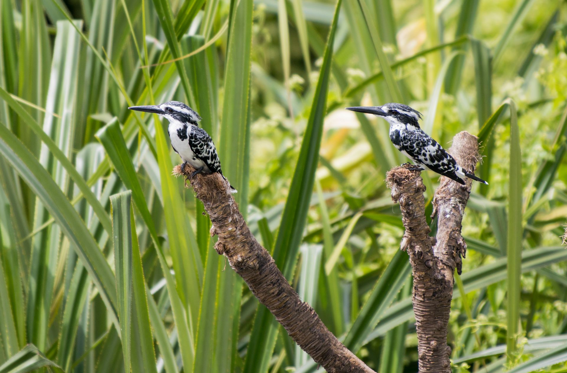 Two Black-and-white Bird