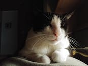 一只黑白相间的家猫闭着眼睛在室内放松的特写