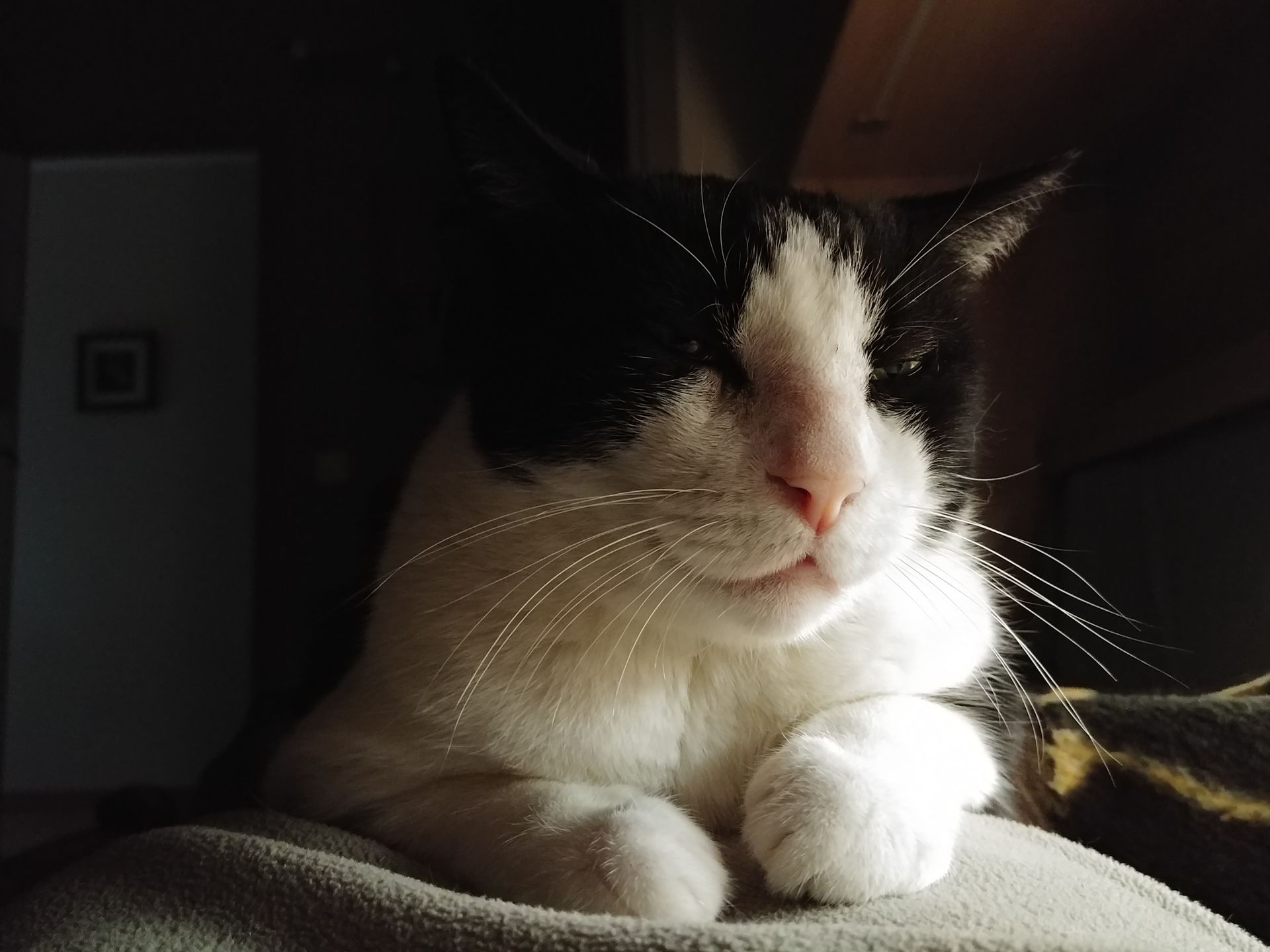 Close-up of a black and white domestic cat relaxing indoors with eyes closed.