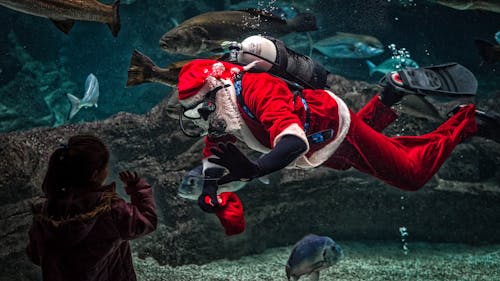 Homme En Costume De Père Noël Avec équipement De Plongée à L'intérieur De L'aquarium