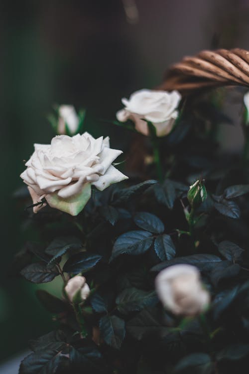 Free Selective Focus of a White Rose Stock Photo