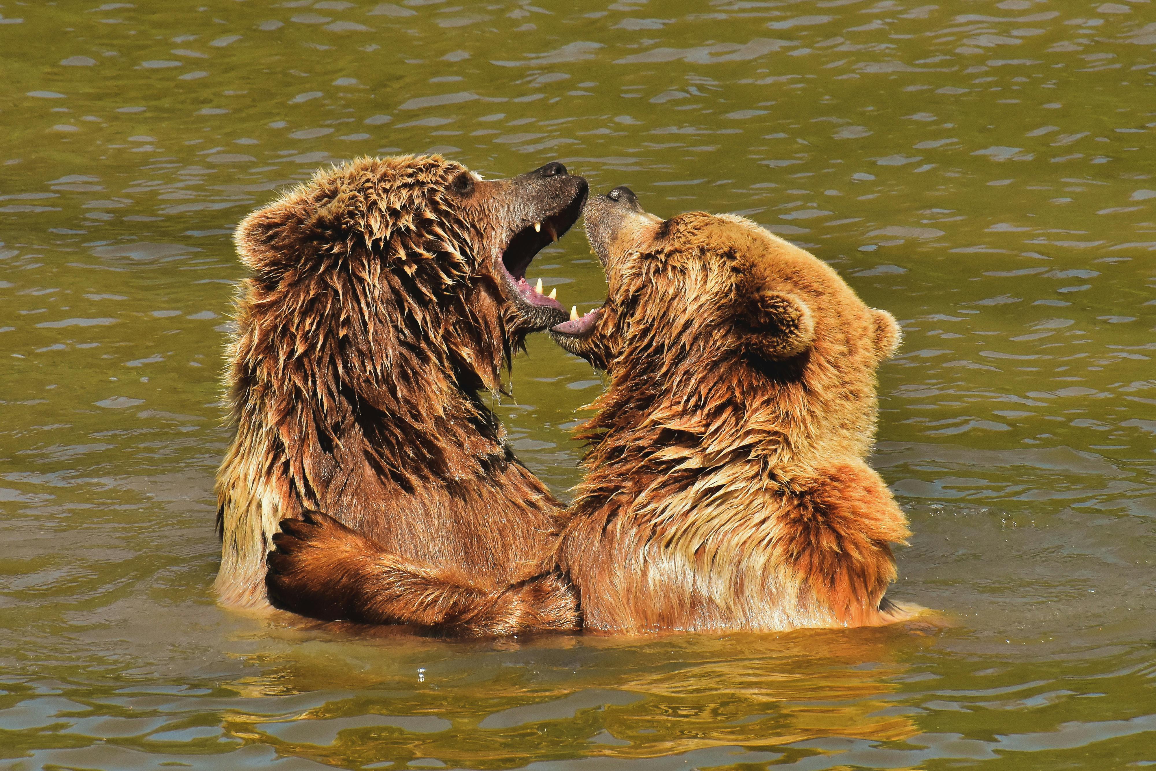 grizzly bears fighting