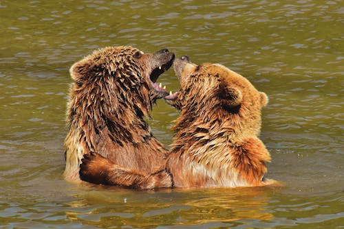 Gratis lagerfoto af bjørne, dyreliv, kæmpe