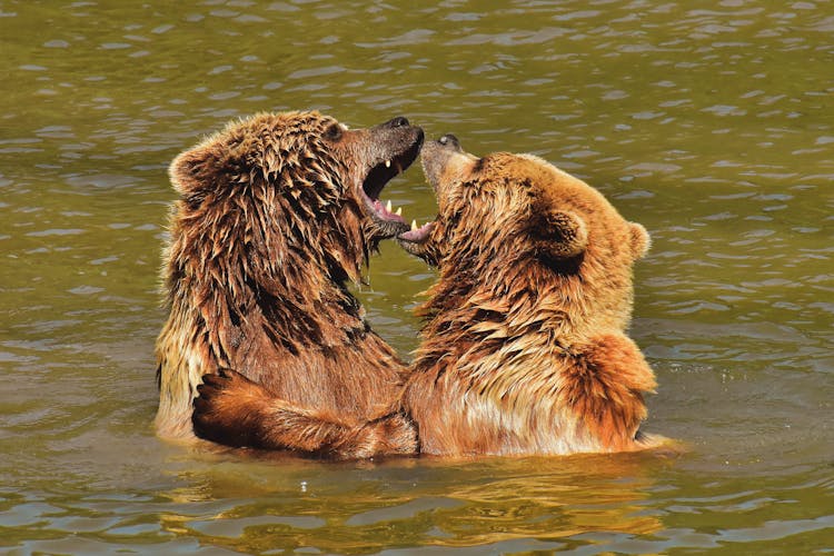 Two Grizzly Bears Fighting In Water 