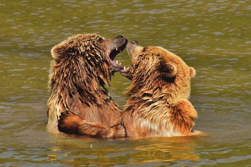 Free Two grizzly bears engaged in playful interaction in a natural water setting, showcasing wildlife behavior. Stock Photo
