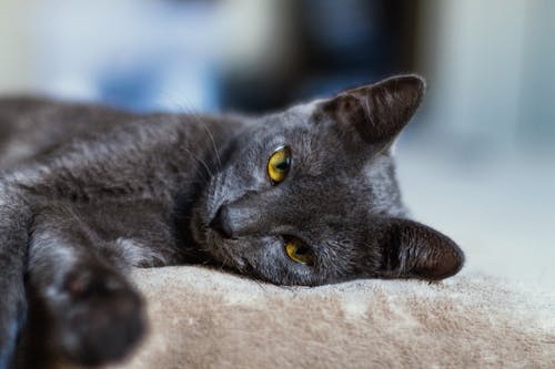 Selective Focus of a Gray Cat