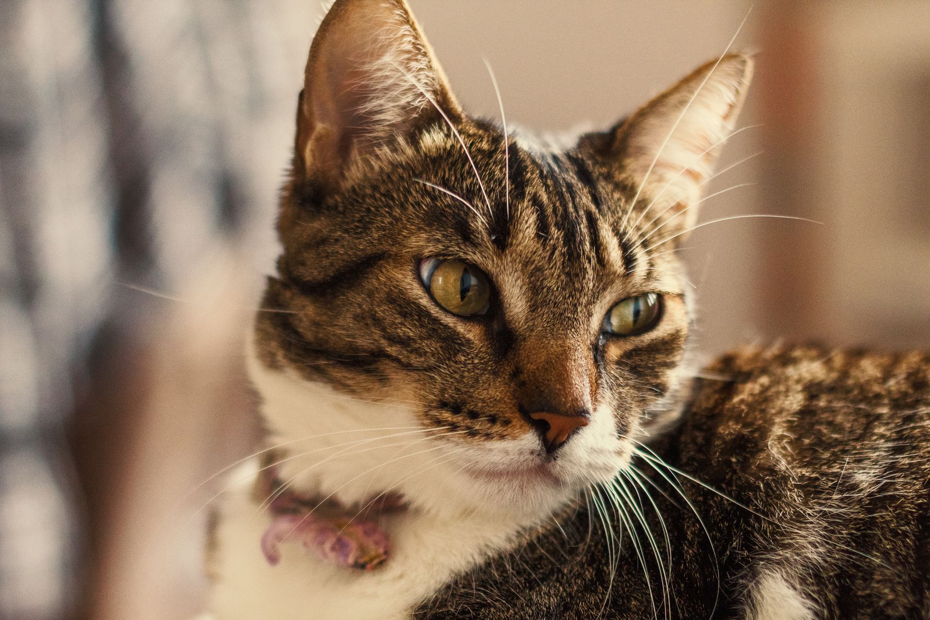 Veterinary care for a cat