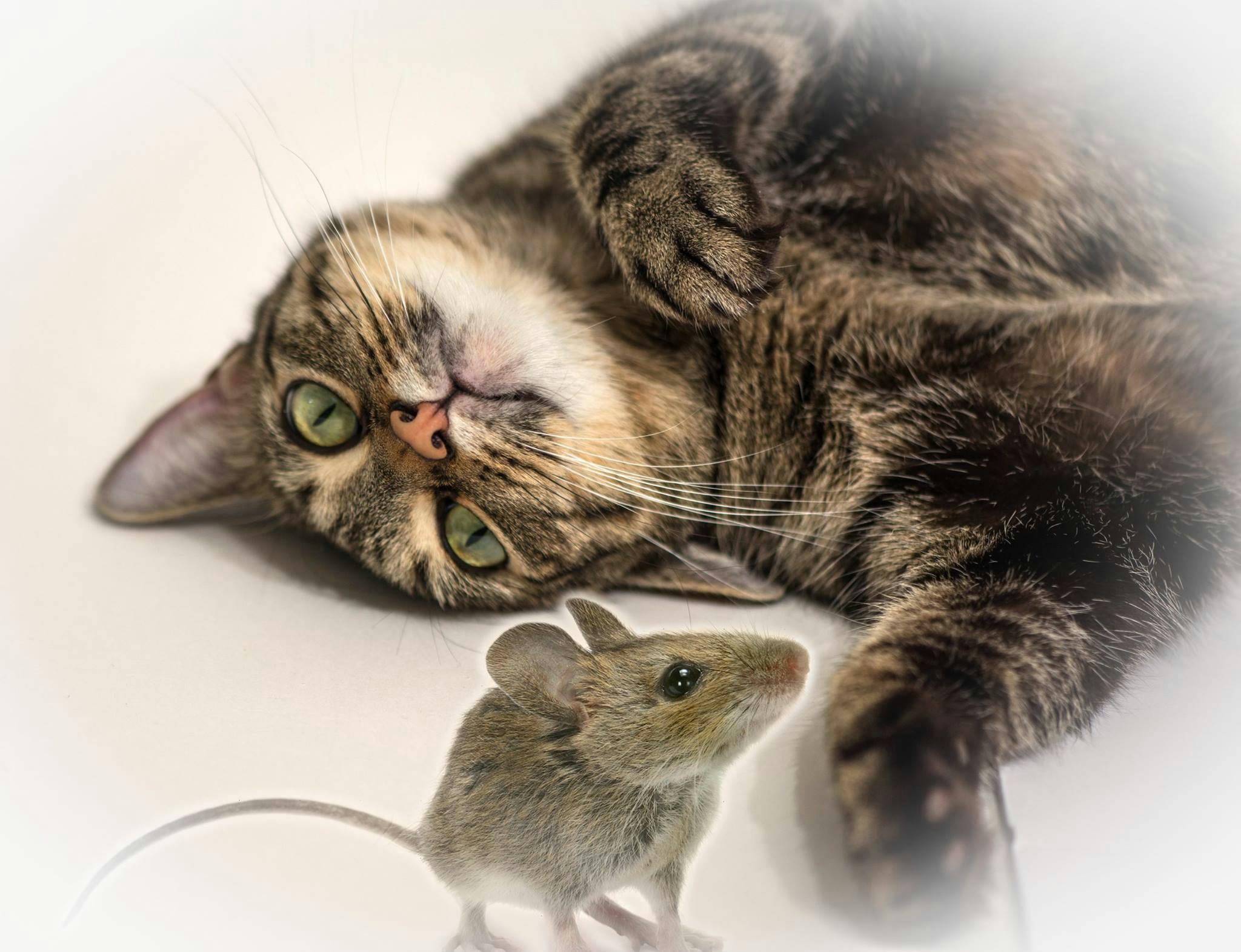 Free stock photo of cat, mouse