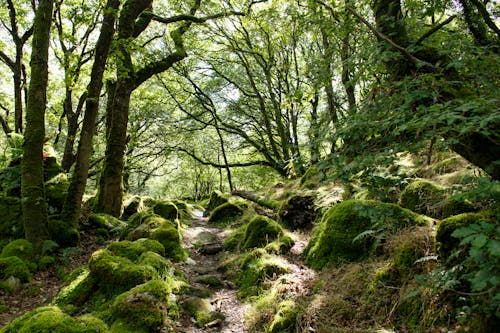 Foto d'estoc gratuïta de arbres, bosc, medi ambient