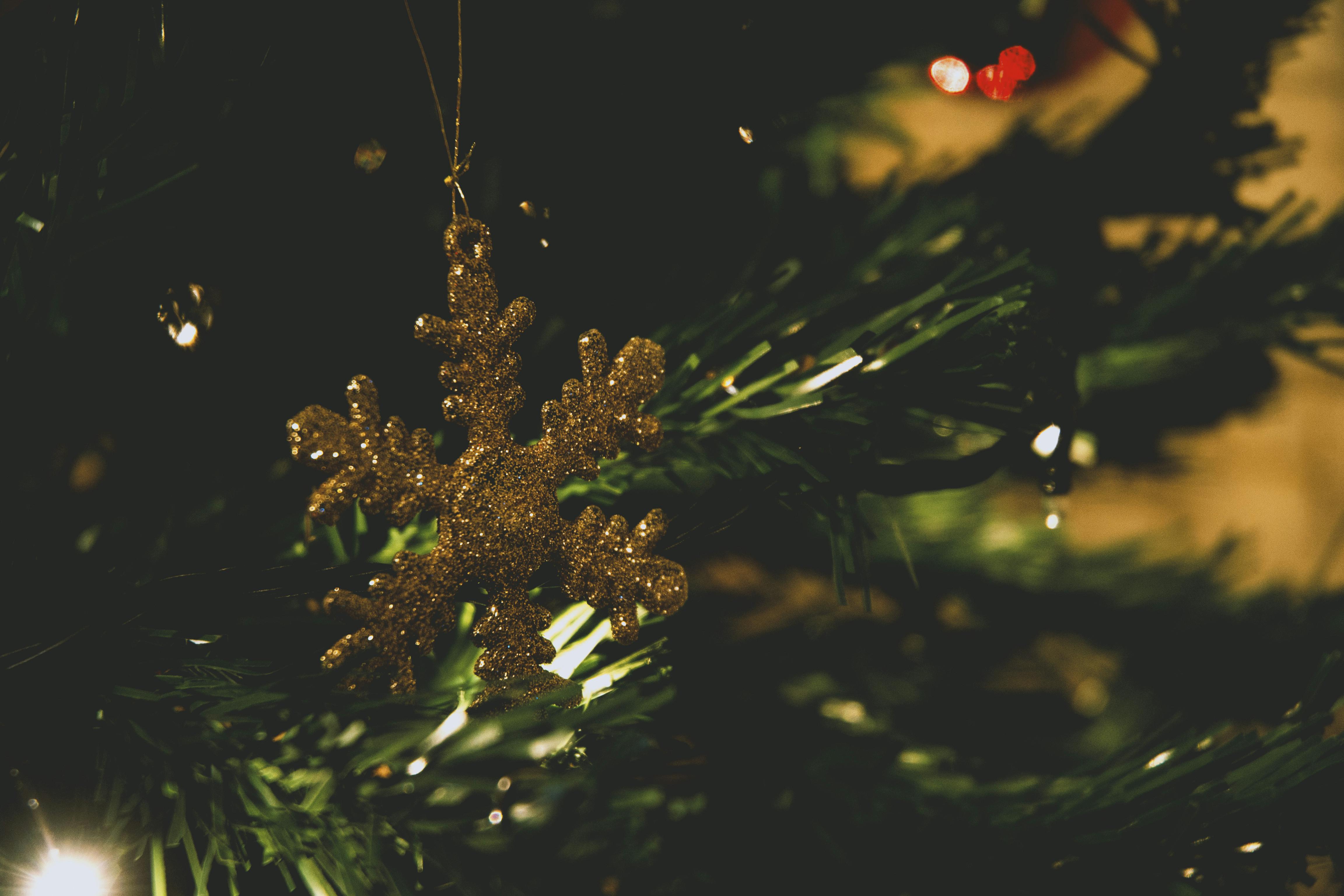 Green Christmas Tree · Free Stock Photo