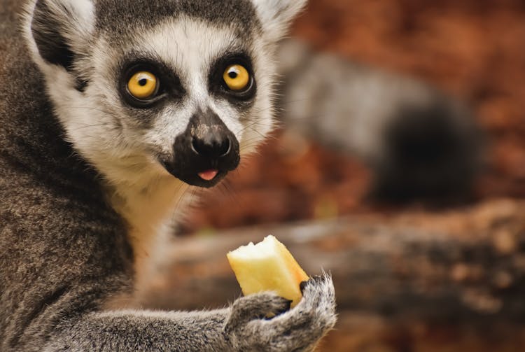 Lemur Eating Fruit