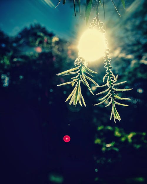 Fotografia De Closeup De Luz Bege Com Duas Folhas Verdes