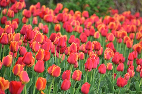 Free Photograph of a Field of Tulips Stock Photo
