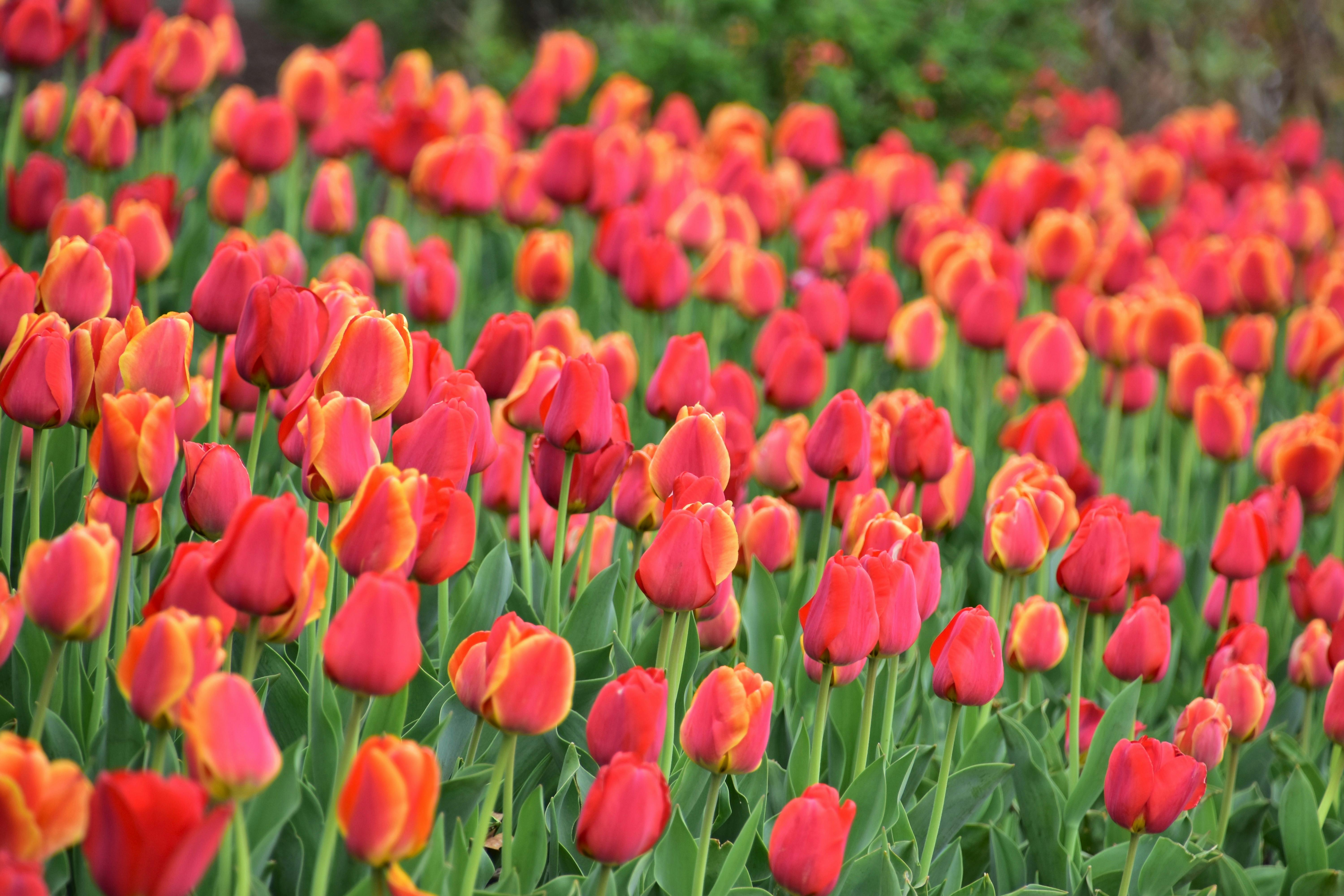 Photo of Red Tulip Field · Free Stock Photo