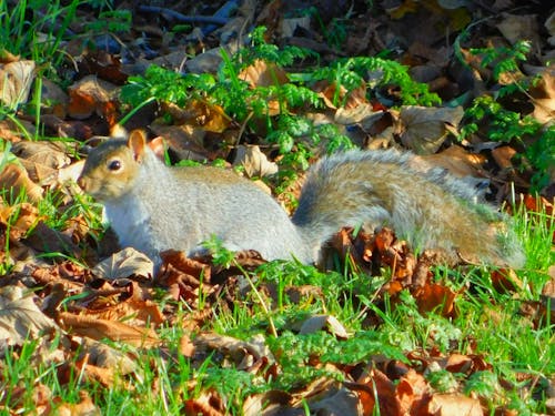 다람쥐의 무료 스톡 사진