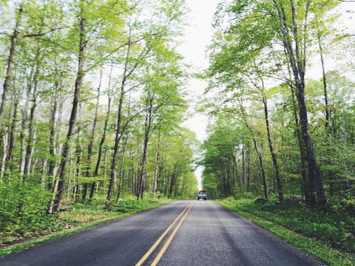бесплатная Бесплатное стоковое фото с дорога, лес, прямой Стоковое фото