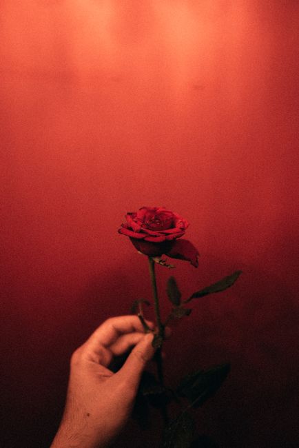 A hand delicately holds a vibrant red rose with a vivid red background, creating a warm and intimate scene.