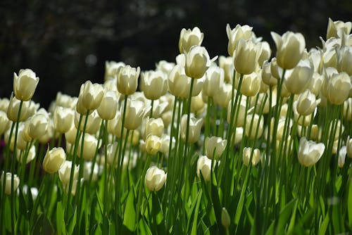 Photograph of White Tulips in Bloom