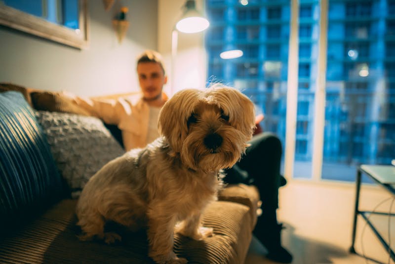 Dog relaxing in apartment with owner